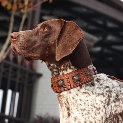 Genuine Leather Classic Collar - North East Pet Shop Dog Shack UK