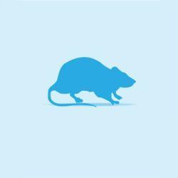 Monkfield Rat - Fluff - 10 Pack - North East Pet Shop MonkField